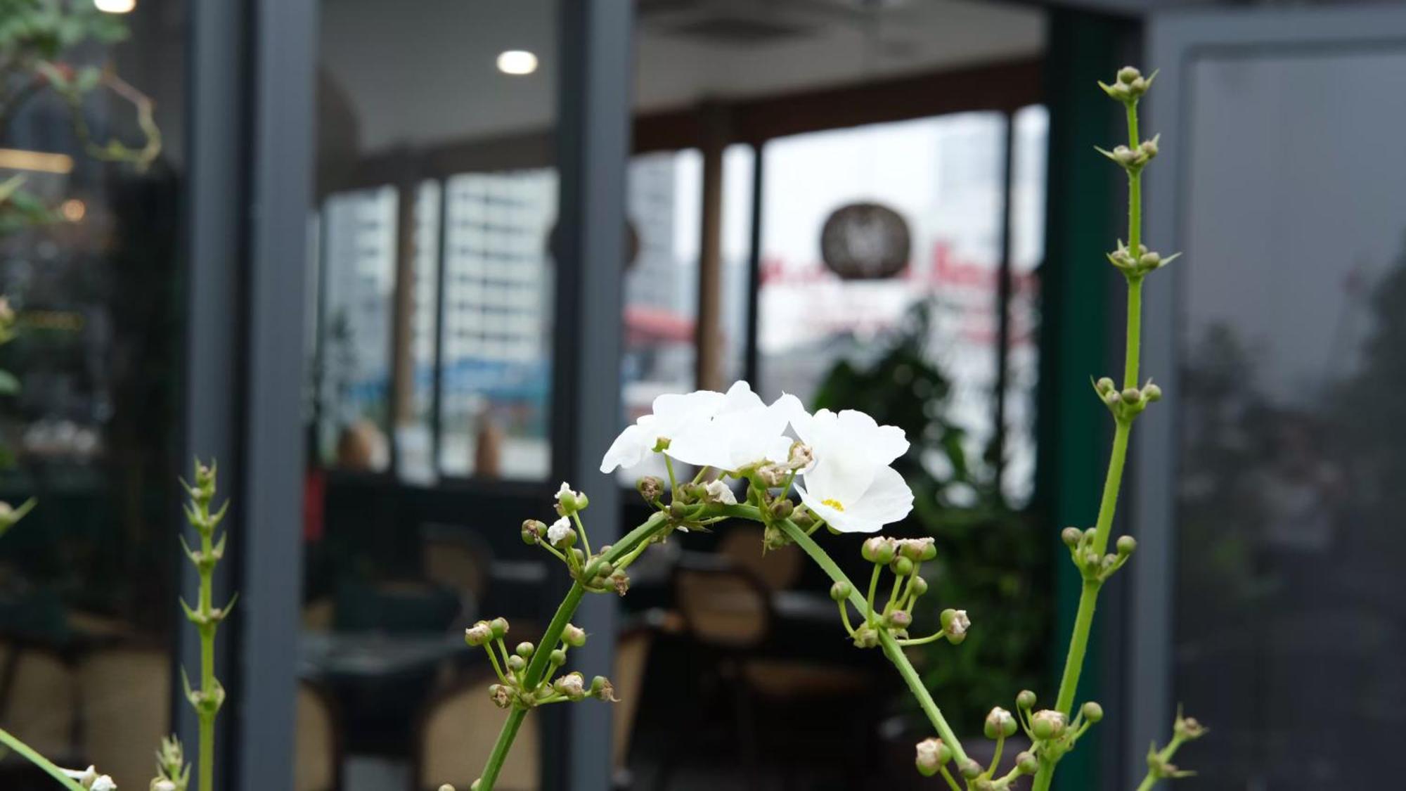 河内花开酒店 外观 照片